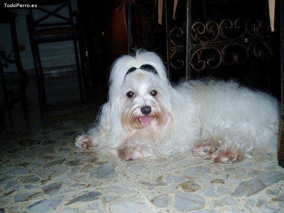Foto del perro Mickey