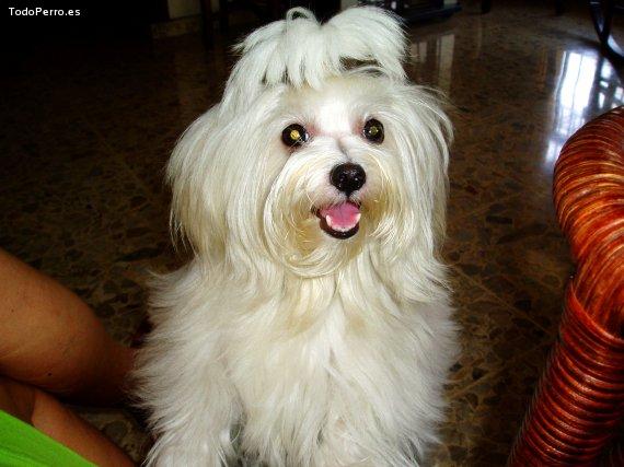 Foto del perro Mia