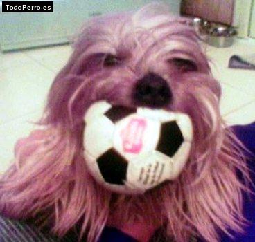 La foto del perro