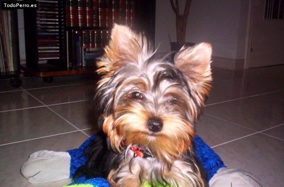 La foto del perro