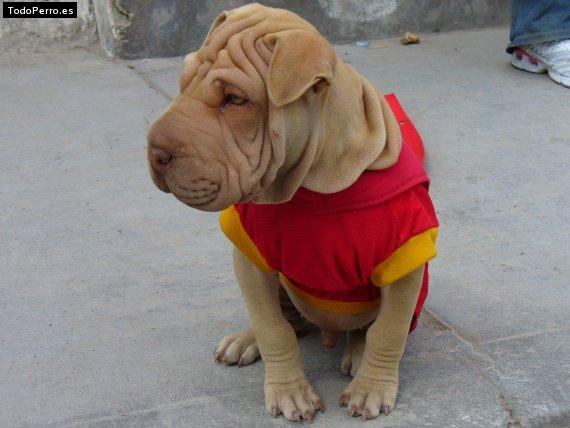La foto del perro