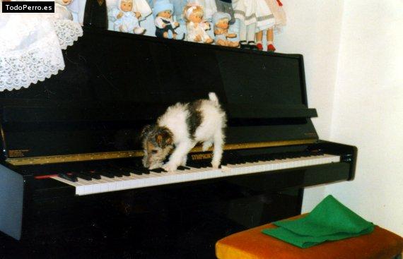 La foto del perro