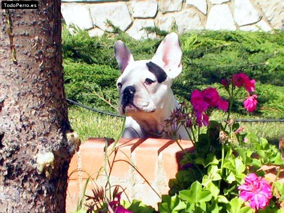 La foto del perro