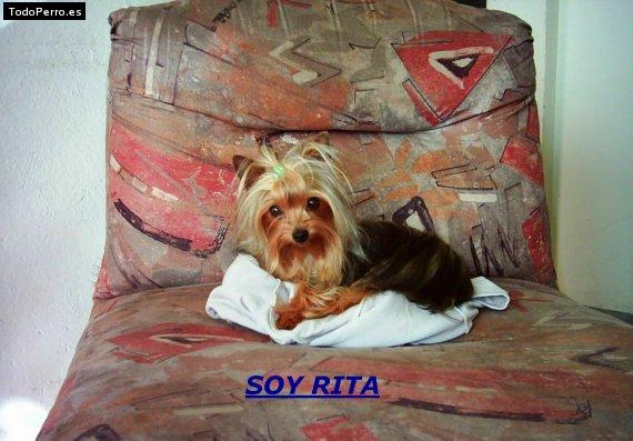 La foto del perro