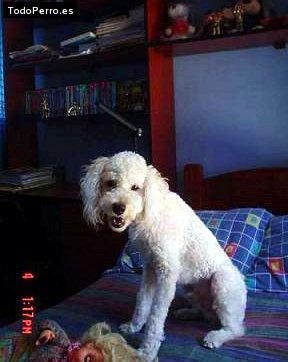La foto del perro
