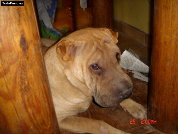 La foto del perro