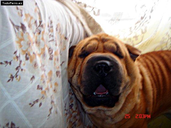 La foto del perro