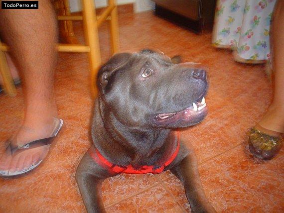 La foto del perro