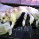 Madona