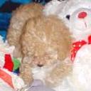 Chiquis
