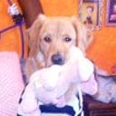 siguiente