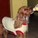 siguiente