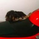 siguiente