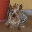 siguiente