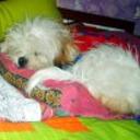 siguiente