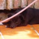 siguiente