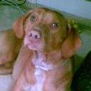 Rufo