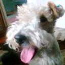 siguiente
