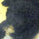 anterior