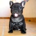 siguiente