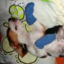siguiente