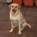 siguiente