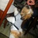 siguiente