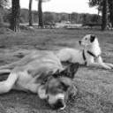 Neron y fivi