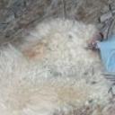 anterior