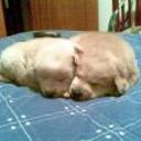 siguiente