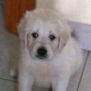 siguiente