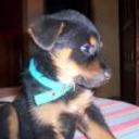 siguiente