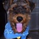 Airedale