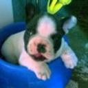 siguiente