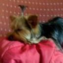 siguiente