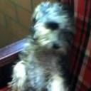 siguiente