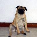 anterior