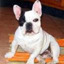 siguiente