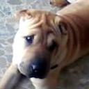 siguiente