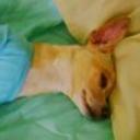 siguiente