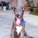 siguiente