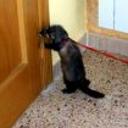 siguiente