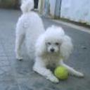 siguiente