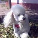 siguiente