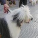 siguiente