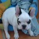 siguiente