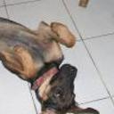 anterior