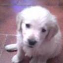 siguiente