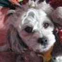 Cukie