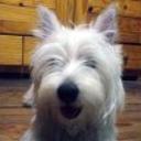 Westie